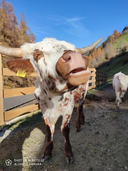 Texas Longhorn Ranch Neumannhof Apartment Кадипиетра Екстериор снимка