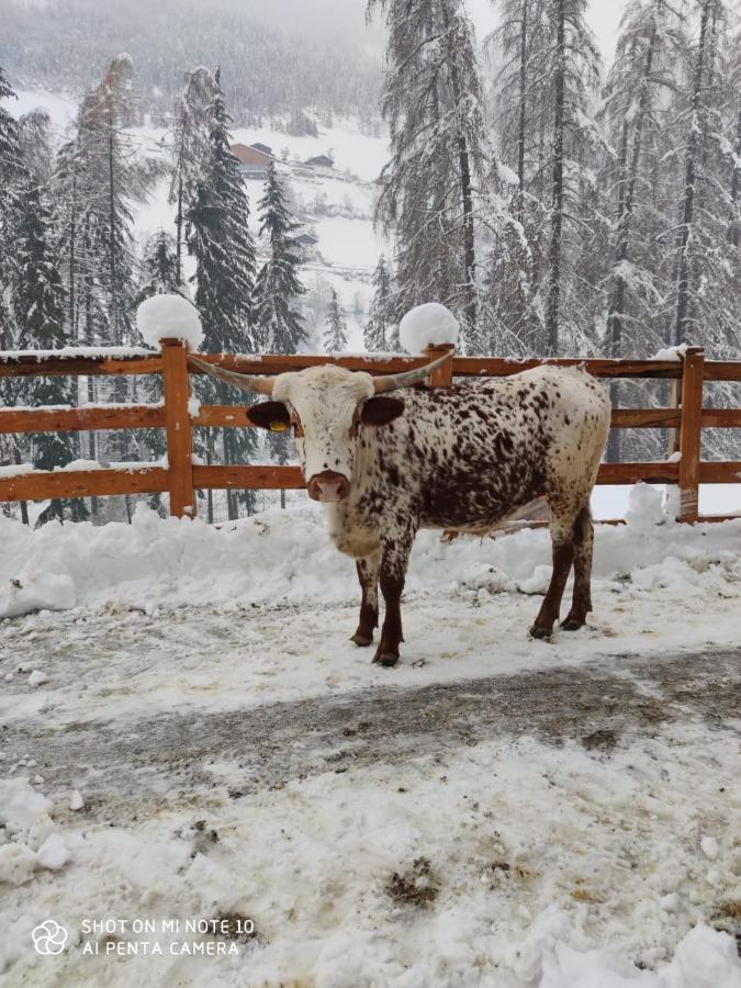 Texas Longhorn Ranch Neumannhof Apartment Кадипиетра Екстериор снимка